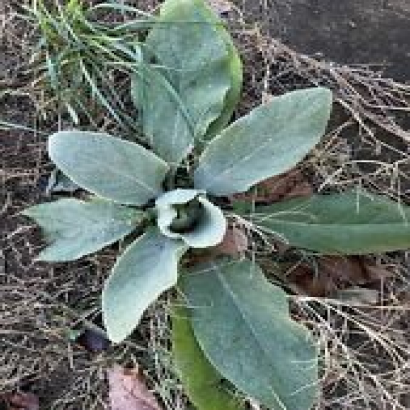 Fresh Naturally Dried Mullein With Roots 12/17/23