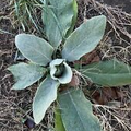 Fresh Naturally Dried Mullein With Roots 12/17/23