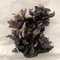 Real Purple Irish sea moss (CHONDRUS CRISPUS)  4oz  - Dr. Sebi Recommended