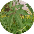 QRA Valli Organics® Nochi Leaves Powder 100gm