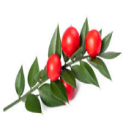 Stabbing Mouse Thorn Capsules (Ruscus aculeatus) - 100% All No Fillers