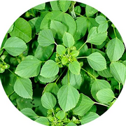 QRA Valli Organics® Kuppaimeni | Harita Manjari | Indian Acalypha Powder (100 gm)