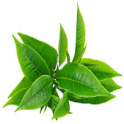 Grüner Tee Kapseln (camellia sinensi) - 100 % ganz ohne Füllstoffe