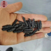 natural sun dried Wild sea cucumber with thorns Small Size 特级野生海参刺参