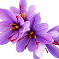 Fresh California Harvest - 20 Saffron Sativus Crocus Corms - purple