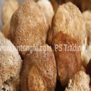 5 oz. - 8 oz. Dried Lion's Mane Mushroom 猴頭菇 (Monkey Head Mushroom)  - US Seller