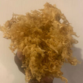 Real Irish sea moss (CHONDRUS CRISPUS) from Canada 4oz - Dr. Sebi Recommended
